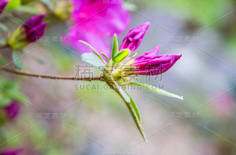 春季杜鹃花