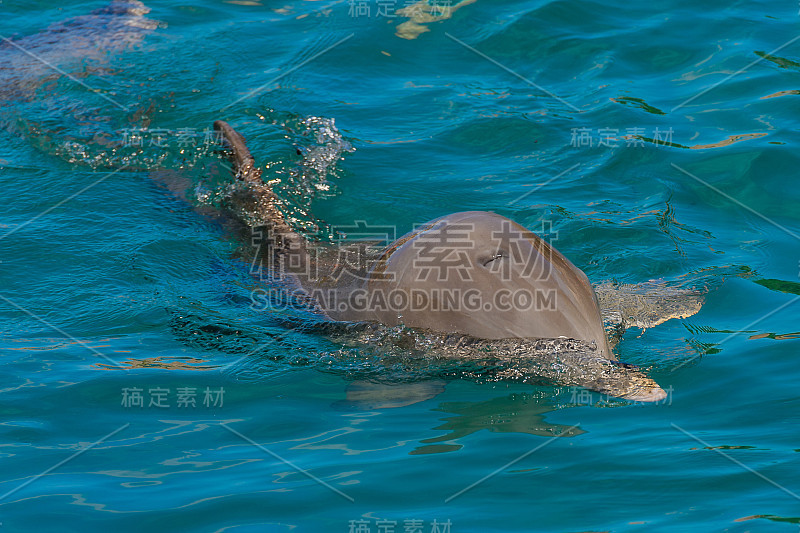 海豚在水里游泳