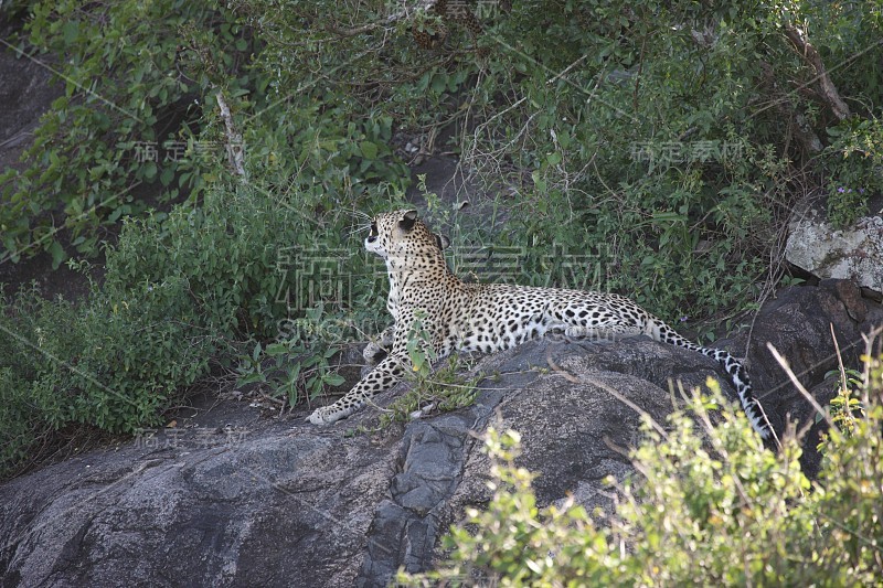 豹肯尼亚非洲大草原野生动物猫哺乳动物