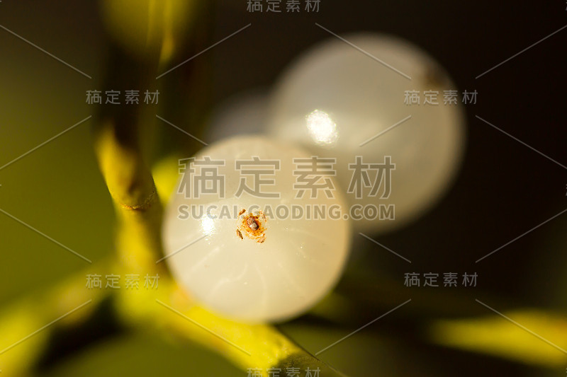 槲寄生果实白色浆果(Viscum album)，常见于欧洲槲寄生，檀香科，槲寄生)，半寄生或半寄生灌