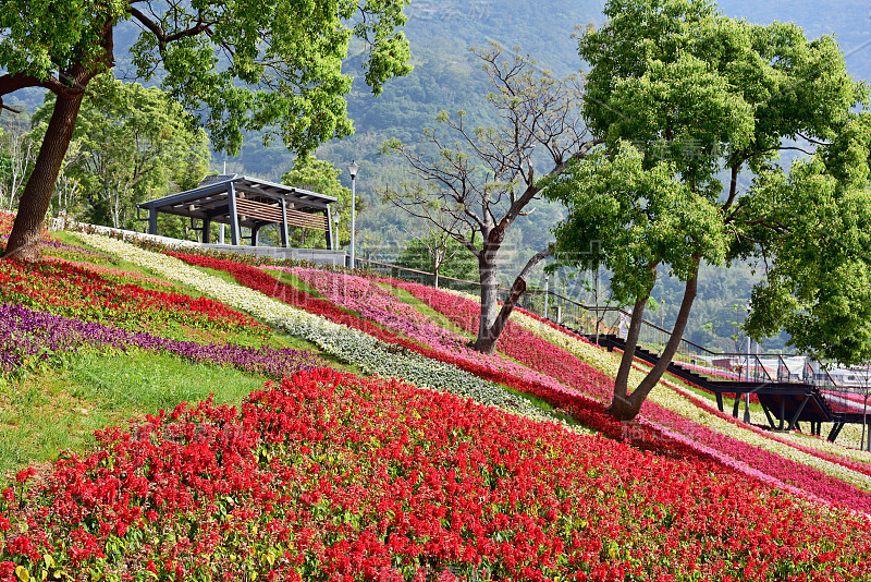 盛开的花朵