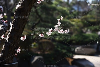 梅花盛开