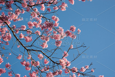 樱花在蓝天背景