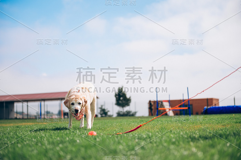 训练中的拉布拉多寻回犬。狗玩一个球。拉布拉多寻回犬。