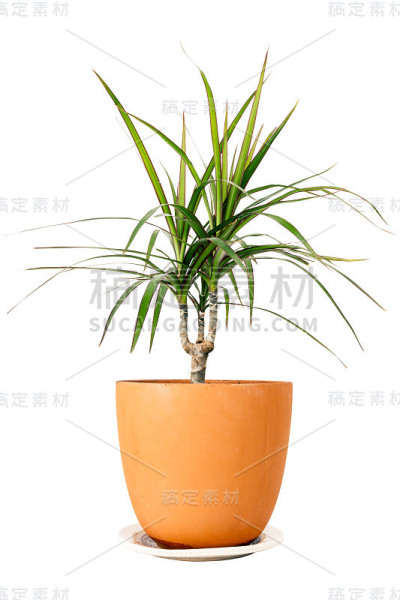 锅里的边缘龙血草