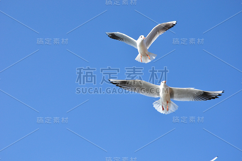 鸽子在天空中飞翔