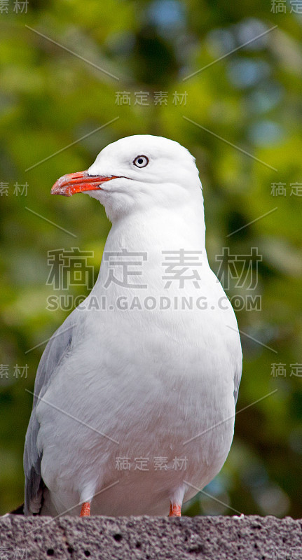 澳大利亚维多利亚州墨尔本亚拉河附近的海鸥