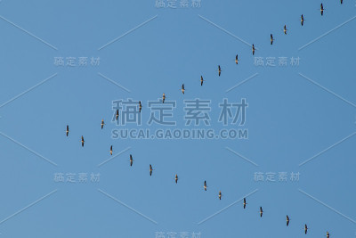 鹤群飞向南方