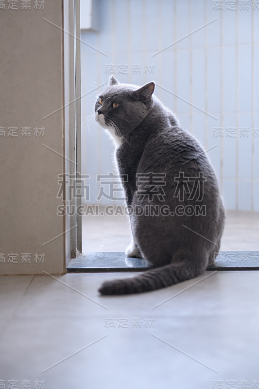 一只灰猫的背