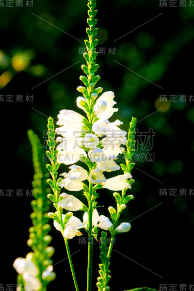 Physostegia。种植花。