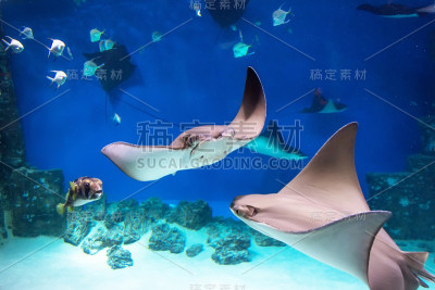 几只黄貂鱼在蓝色的大海中游动。