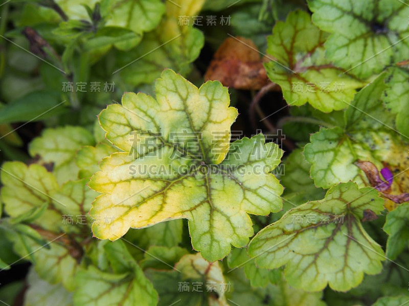 休切拉《大师梵高》