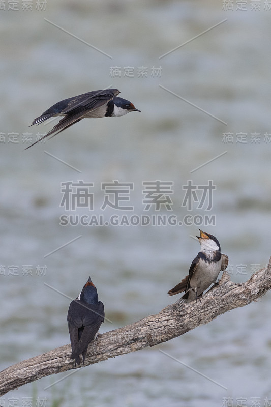 白喉燕子(Hirundo albigularis)