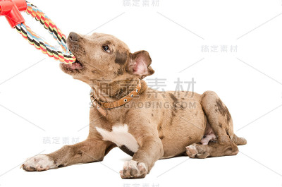 斗牛犬和小狗玩耍