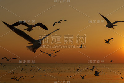黄昏时分，一群海鸥的剪影在海面上飞翔