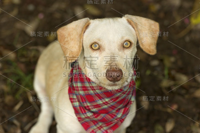 狗抬头