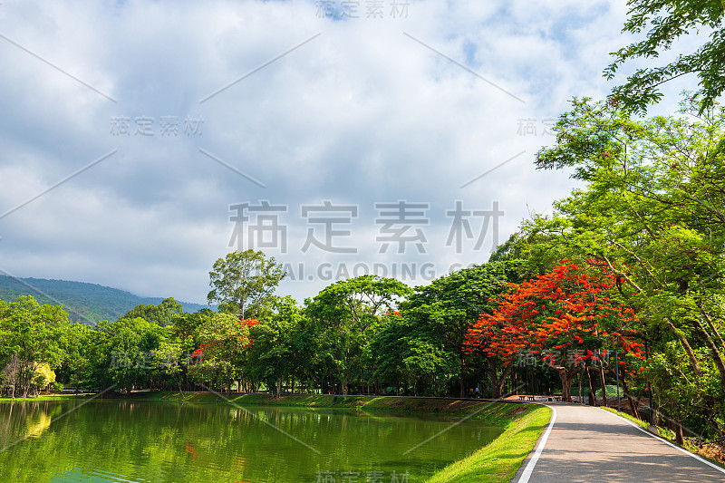 道路景观景观和热带红花皇家凤凰台在昂盖清迈大学森林山蓝天背景白云，自然道路在山区森林。