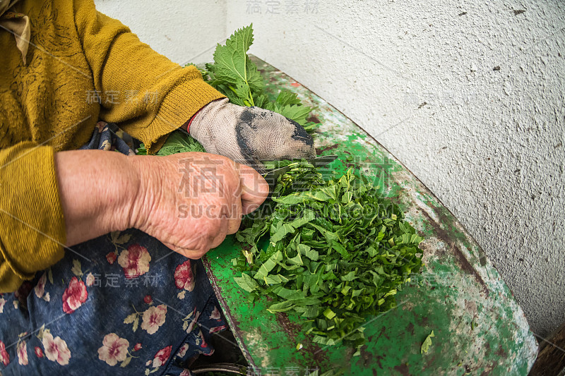 乌克兰，一位老妇人正在切荨麻，准备家禽饲料