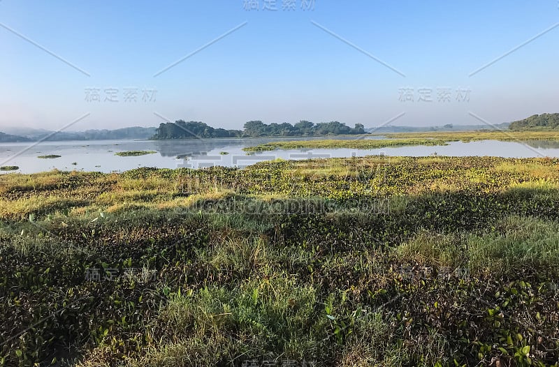 广阔的沼泽河岸风光