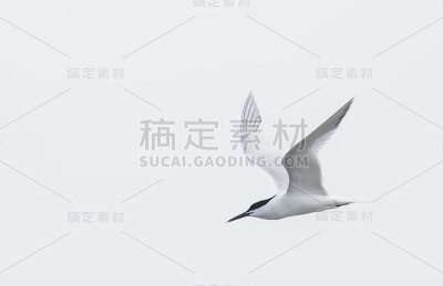 三明治燕鸥(地中海燕鸥)