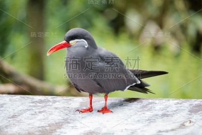 仍然三元