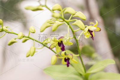 兰花的花
