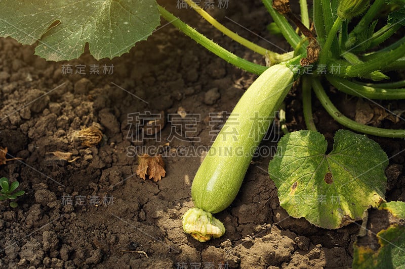 在蔬菜园里生长的夏季骨髓。布什生物西葫芦。在蔬菜园艺中种植西葫芦。简单地种西葫芦，在花园里种成熟的西