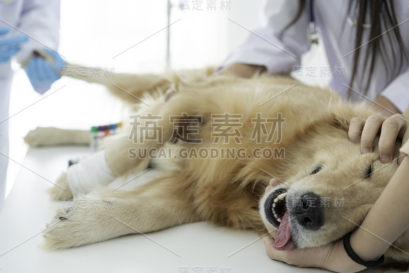 狗麻醉与兽医治疗。在兽医诊所生病的金毛寻回犬。麻醉金毛猎犬躺在手术台上。