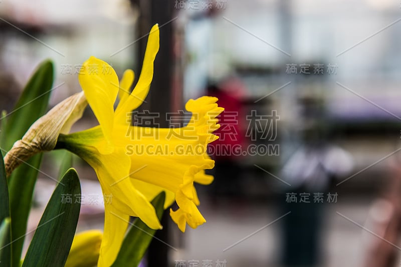 侧面特写的黄色水仙花在温室苗圃室内花园