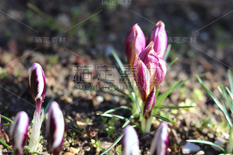 田中有番红花、春番红花、巨型番红花等，一群群亮粉色的初春花朵盛开。用作观赏植物。模糊的照片。