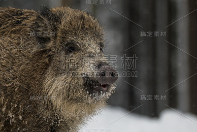 野猪