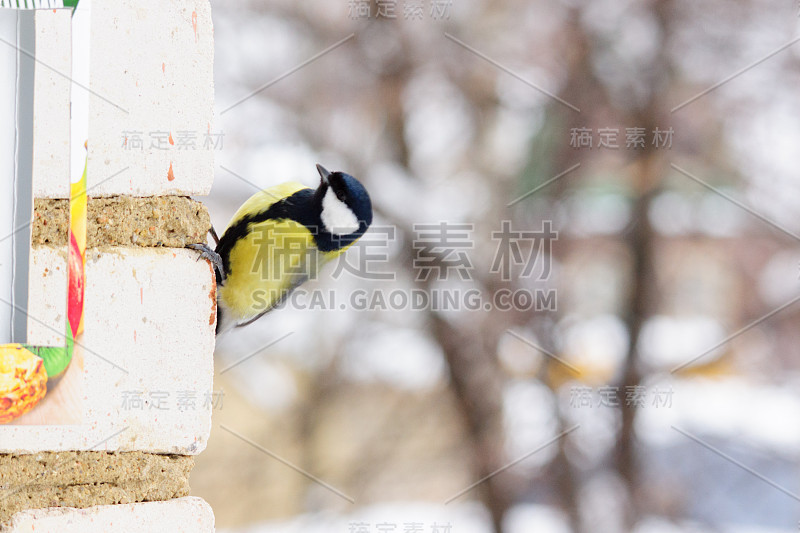 树枝上的山雀