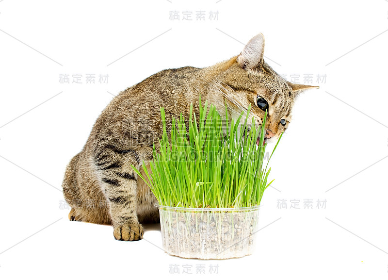 宠物猫正在吃新鲜的草