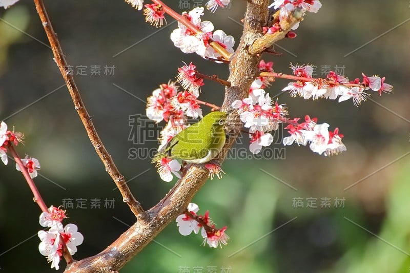 梅花白眼。日本春天的景象