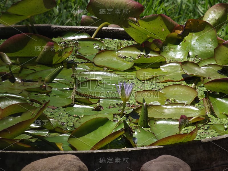 巴西南大河湾阿雷格里港花园散步