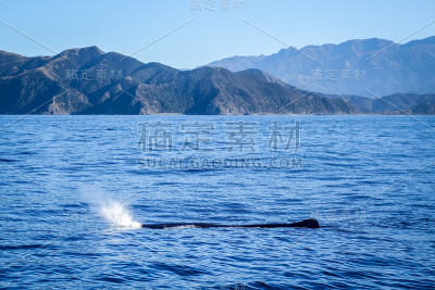 新西兰凯库拉湾的鲸鱼