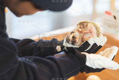 刺猬在手边