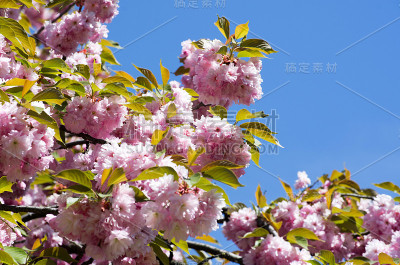 樱桃的花