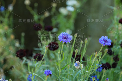 蓝色矢车菊