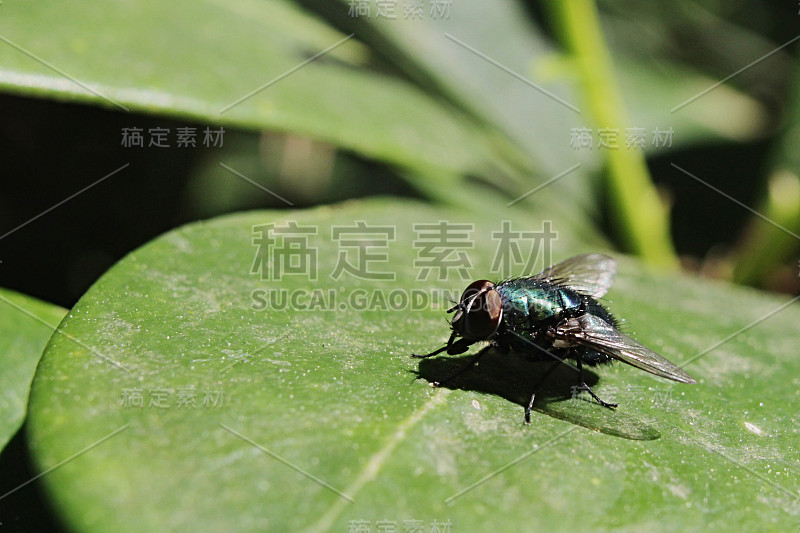 丽蝇科蝇露西莉亚·凯撒在细杜鹃花叶上晒太阳