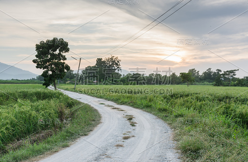 稻田和道路