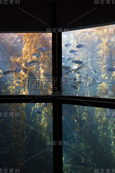 蒙特雷湾水族馆