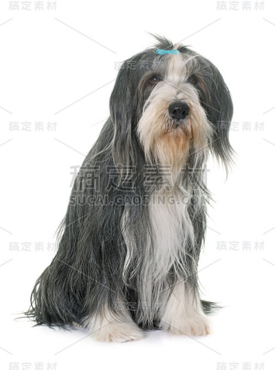 女性古代长须牧羊犬