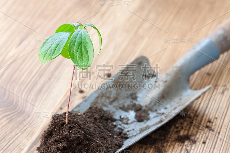 春季用园铲移栽幼芽于棕色背景上