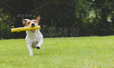 快乐的狗在后院玩和取玩具棒