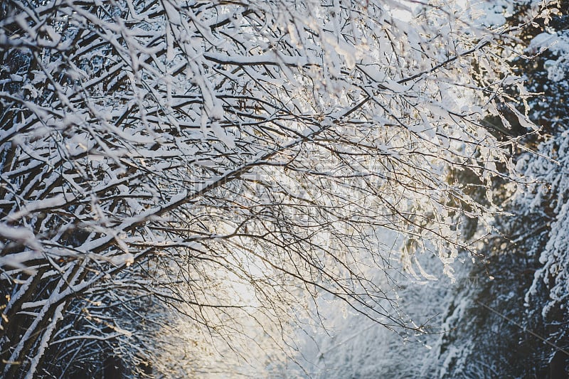 冬季森林。霜冻的景色和白雪覆盖的树木