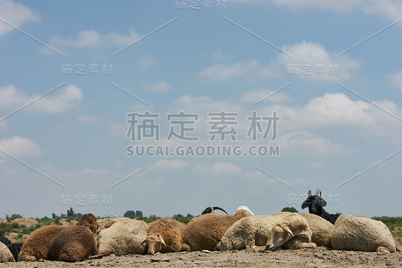 一群绵羊和一只黑角山羊在美丽的山上草地上吃草