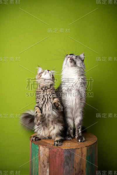 缅因库恩猫