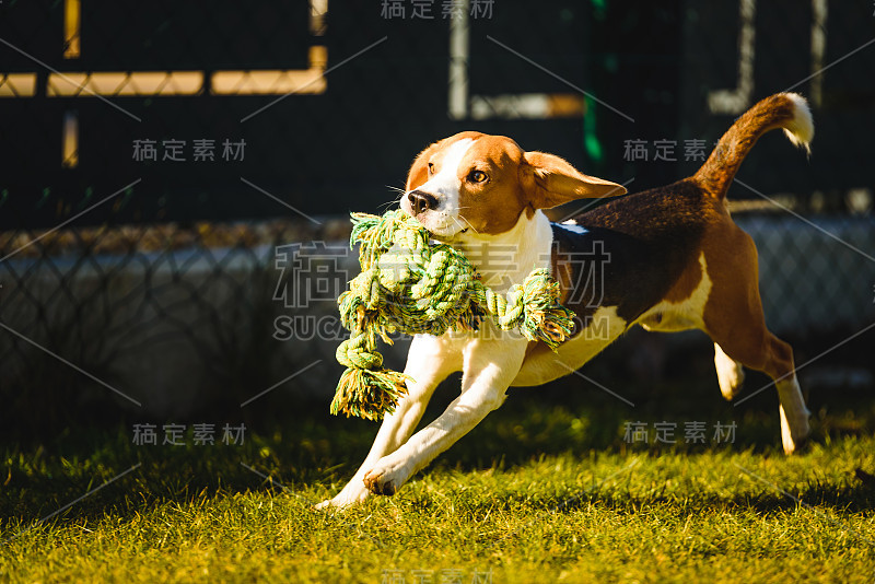 小猎犬在花园里玩，用绳子朝相机跑和跳。