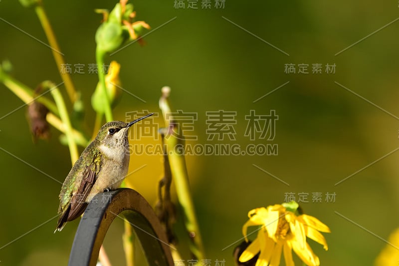 花园里的嗡嗡声